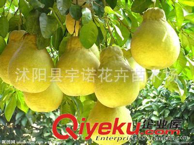 矮化蘋(píng)果苗/短枝蘋(píng)果樹(shù)苗/易采摘嫁接/早熟高產(chǎn)蘋(píng)果