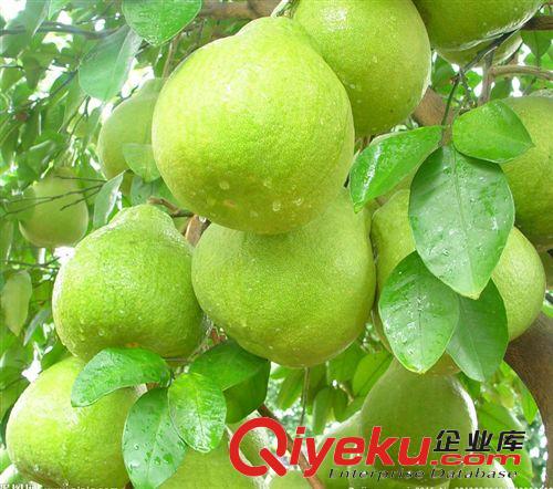 果樹(shù)苗 柚子樹(shù)苗- 超級(jí)紅肉蜜柚苗 紅肉蜜柚樹(shù)苗 濃甜芳香,極美觀原始圖片2