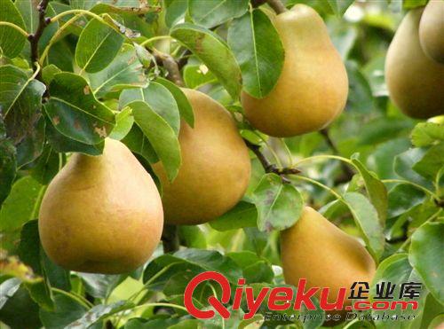 果樹(shù)苗 柚子樹(shù)苗- 超級(jí)紅肉蜜柚苗 紅肉蜜柚樹(shù)苗 濃甜芳香,極美觀原始圖片3