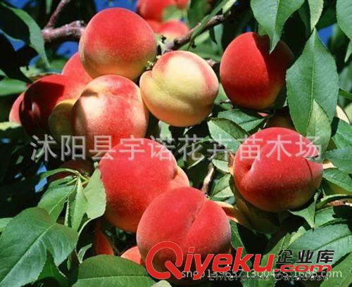 基地?zé)徜N 推薦優(yōu)質(zhì)tr 桃樹苗 桃樹果 誠信商家原始圖片2