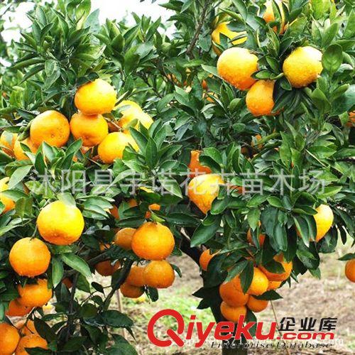 基地?zé)徜N 推薦優(yōu)質(zhì)tr 桃樹苗 桃樹果 誠信商家