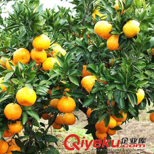 果樹苗木/橘子樹苗 柑桔珍稀名貴新品種-加州甜桔 果苗批發原始圖片3