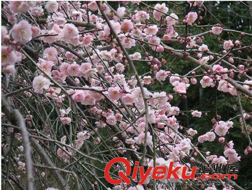 基地直銷 供應(yīng)苗木 大量優(yōu)質(zhì)tr 垂梅  現(xiàn)貨原始圖片2