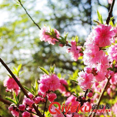 基地直銷 供應(yīng)苗木 大量優(yōu)質(zhì)tr 垂梅  現(xiàn)貨