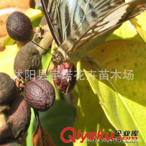 供應各種規格 咖啡樹種子 tr優質 低價批發