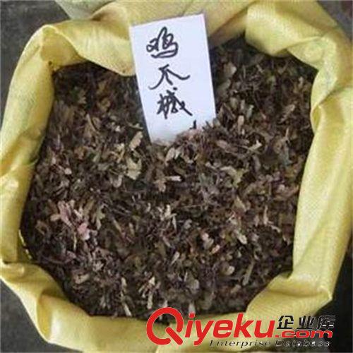 基地直銷推薦 低價優質批發 tr成活率高 雞爪槭種子 量大優惠