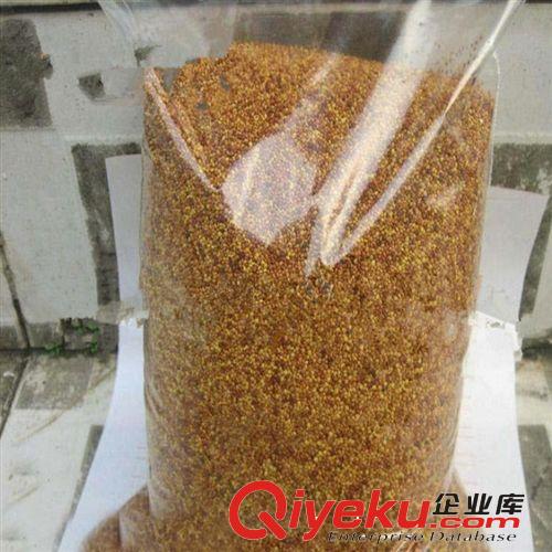 基地直銷 大量現貨 優質tr 批發低價三葉草觀花