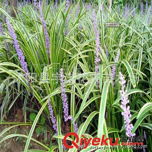 直銷地被綠化植物 金邊麥冬 庭院地栽 盆栽
