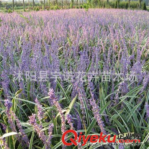 直銷地被綠化植物 金邊麥冬 庭院地栽 盆栽