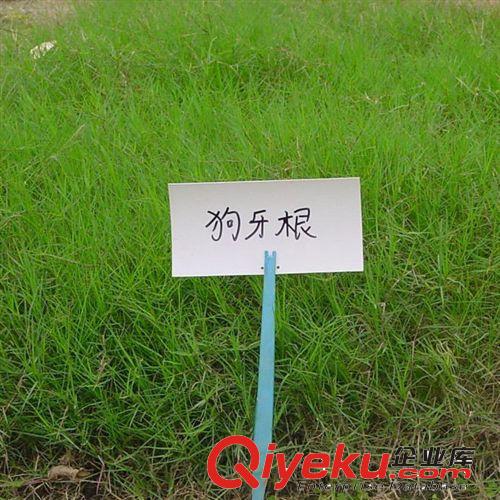 供應苗木 大量現貨 優質 狗牙根種子草坪專用