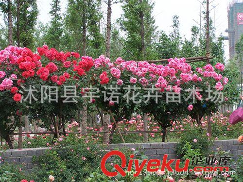 批發樹狀月季 月季樹 綠化苗木庭院別墅美化高桿月季樹苗量大優惠