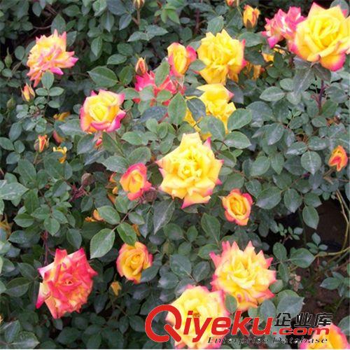 月季基地直銷盆栽月季花 大花月季盆栽 家庭園藝用月季種苗原始圖片2