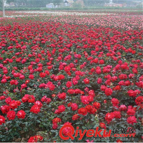 月季基地直銷盆栽月季花 大花月季盆栽 家庭園藝用月季種苗原始圖片3