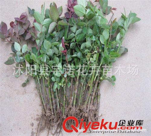 促銷綠植大花月季花苗盆栽、濃香、大花、月季花小苗