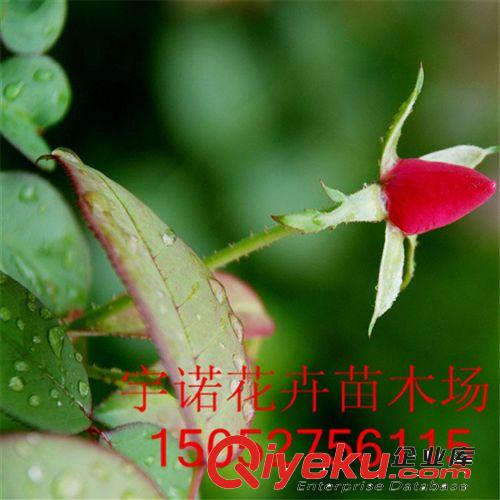 促銷綠植大花月季花苗盆栽、濃香、大花、月季花小苗