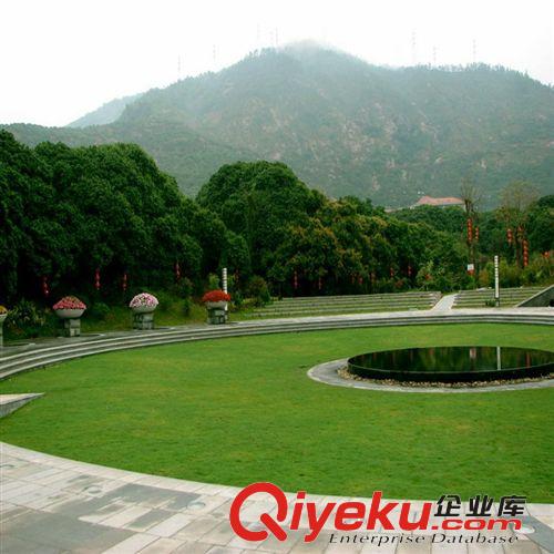 進口草坪種子不修剪美國四季青批發(fā)耐寒球場庭院四季播種 包郵