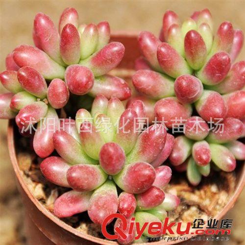 虹之玉 一株多頭（曬太陽會變紅）最暢銷的多肉植物盆栽