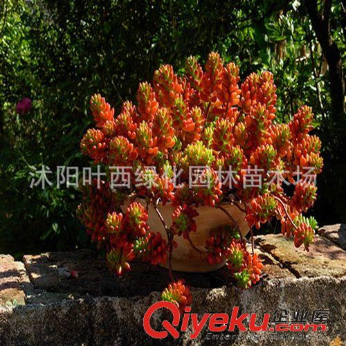虹之玉 一株多頭（曬太陽會變紅）最暢銷的多肉植物盆栽