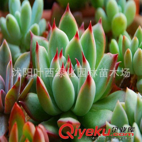虹之玉 一株多頭（曬太陽會變紅）最暢銷的多肉植物盆栽
