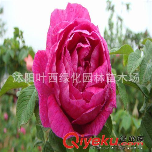 工程綠化月季苗【切花月季花苗】基地常年出售 量大從優(yōu)