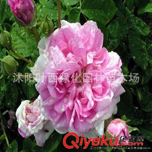 工程綠化月季苗【切花月季花苗】基地常年出售 量大從優(yōu)