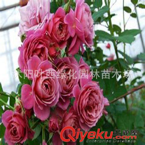 多花薔薇花苗  爬藤薔薇薔薇科薔薇苗盆栽花卉