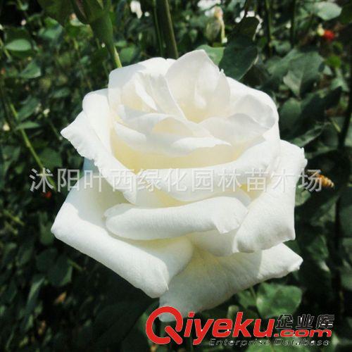 林肯先生月季花苗 批發(fā)月季苗 藤本月季 優(yōu)質(zhì)月季樹苗 綠化苗木原始圖片2