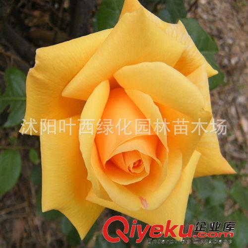 林肯先生月季花苗 批發(fā)月季苗 藤本月季 優(yōu)質(zhì)月季樹苗 綠化苗木原始圖片3