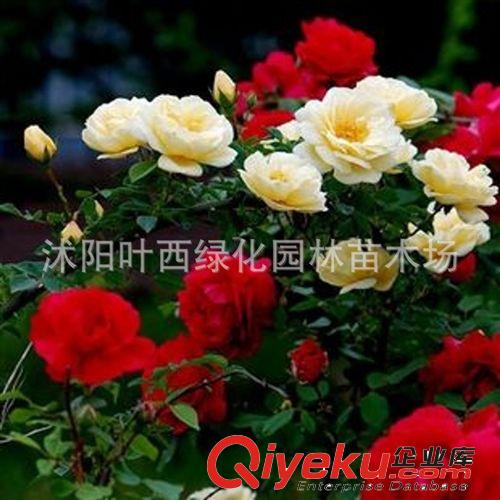 進(jìn)口歐月藤本月季盆栽花卉植物 濃香月季當(dāng)年開(kāi)花 5年大苗
