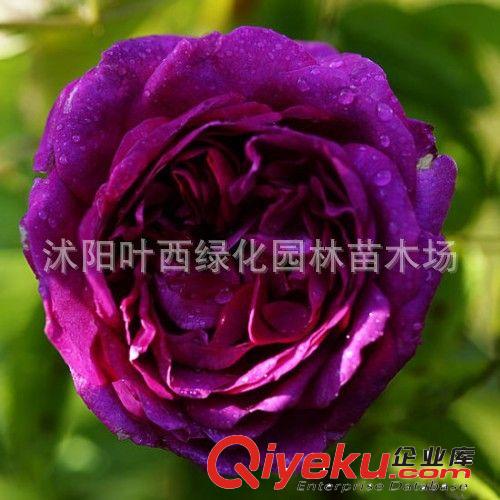 進(jìn)口歐月藤本月季盆栽花卉植物 濃香月季當(dāng)年開(kāi)花 5年大苗原始圖片2