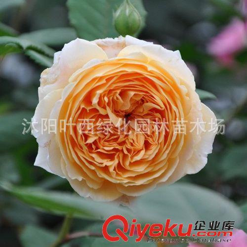 進(jìn)口歐月藤本月季盆栽花卉植物 濃香月季當(dāng)年開(kāi)花 5年大苗原始圖片3