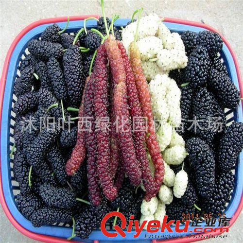 可以盆栽果樹臺灣長果桑桑樹苗數(shù)量有限 超級果桑 當(dāng)年結(jié)果原始圖片2