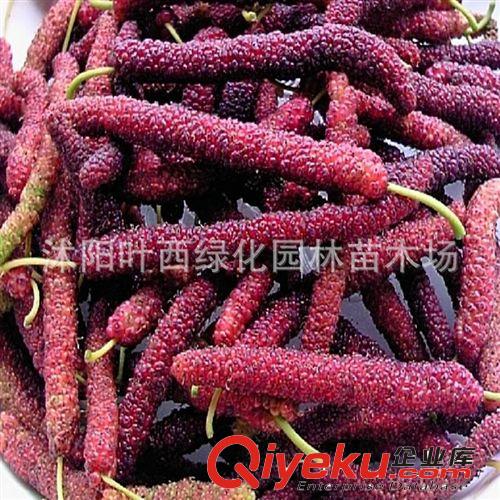 可以盆栽果樹臺灣長果桑桑樹苗數(shù)量有限 超級果桑 當(dāng)年結(jié)果原始圖片3