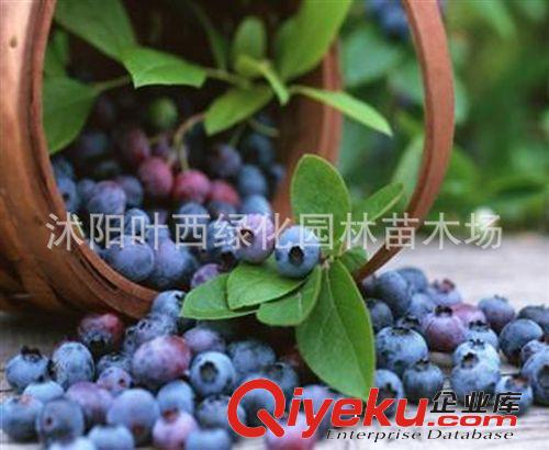 當年結(jié)果藍莓果樹苗 盆栽 地栽藍莓苗帶原土發(fā)貨原始圖片2