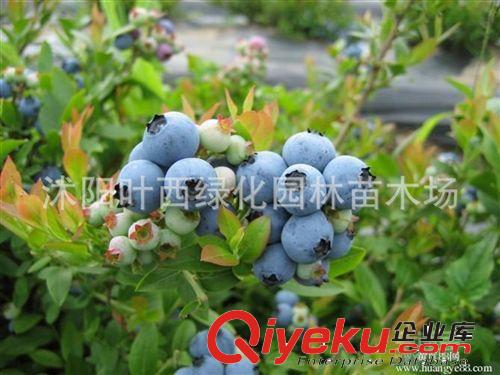 當年結(jié)果藍莓果樹苗 盆栽 地栽藍莓苗帶原土發(fā)貨原始圖片3