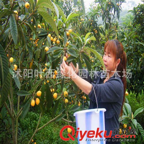 批發(fā)枇杷苗 大五星/白沙枇杷苗 枇杷樹苗果樹苗批發(fā) 當年結果