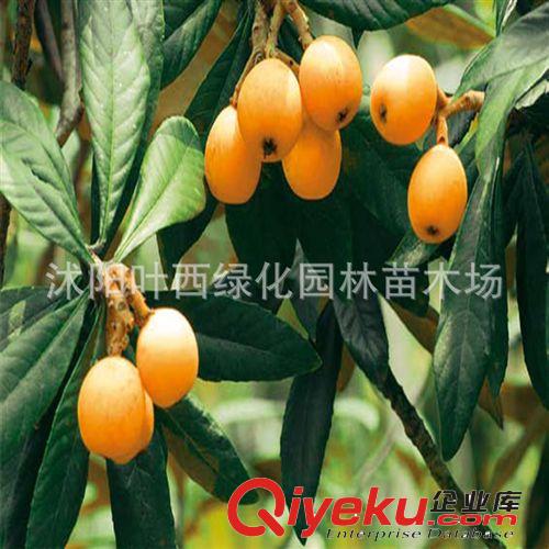 批發(fā)枇杷苗 大五星/白沙枇杷苗 枇杷樹苗果樹苗批發(fā) 當年結果原始圖片2