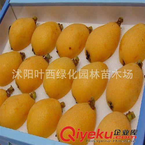 批發(fā)枇杷苗 大五星/白沙枇杷苗 枇杷樹苗果樹苗批發(fā) 當年結果原始圖片3