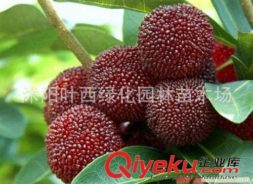 批發(fā)枇杷苗 大五星/白沙枇杷苗 枇杷樹苗果樹苗批發(fā) 當年結果