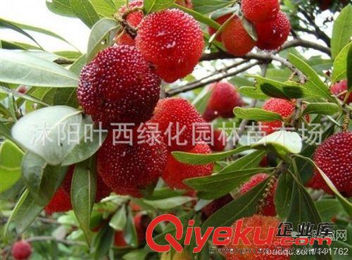果樹苗批發(fā) 東魁楊梅樹苗嫁接苗 盆栽/地栽南方北方種植當年結(jié)果原始圖片2