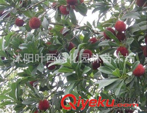 果樹苗批發(fā) 東魁楊梅樹苗嫁接苗 盆栽/地栽南方北方種植當年結(jié)果原始圖片3