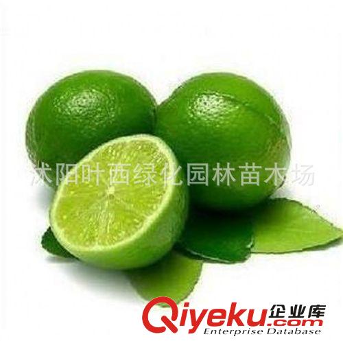果樹苗 香水檸檬苗 檸檬樹辦公室盆栽 檸檬當(dāng)年盆栽花卉室內(nèi)原始圖片2