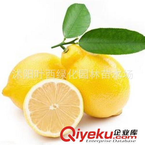 果樹苗 香水檸檬苗 檸檬樹辦公室盆栽 檸檬當(dāng)年盆栽花卉室內(nèi)原始圖片3