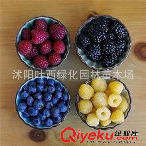 果樹苗盆栽/地栽火龍果苗火龍果種苗當(dāng)年結(jié)果火龍果樹苗