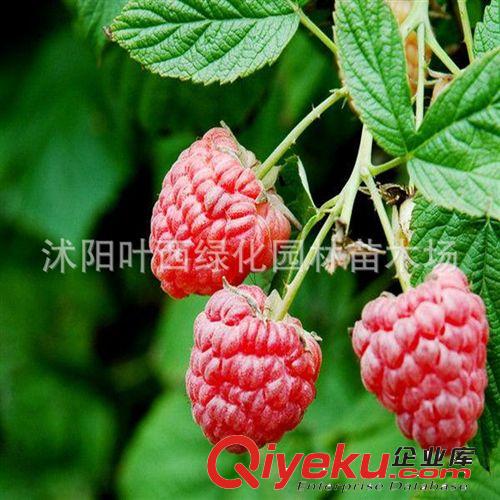 果樹苗 樹莓種苗 紅樹莓苗 果樹苗 南方北方均可種植 紅樹莓樹苗原始圖片2