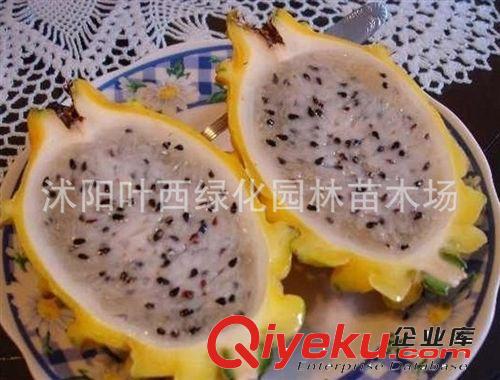 果樹苗盆栽/地栽火龍果苗火龍果種苗當(dāng)年結(jié)果火龍果樹苗原始圖片3