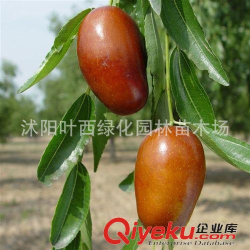 臺灣大青棗嫁接棗樹苗 南方北方種植 當年結果盆栽 棗樹苗木批發原始圖片2