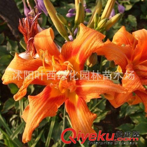 批發供應 金娃娃鳶尾 大花萱草 金娃娃萱草 福祿考 鳶尾