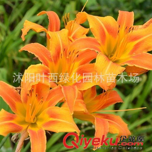 批發供應 金娃娃鳶尾 大花萱草 金娃娃萱草 福祿考 鳶尾