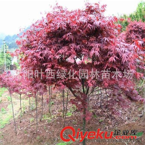 美國(guó)紅楓樹苗行道樹綠化苗木紅楓小苗秋火焰 批發(fā)紅楓苗庭院植物原始圖片2